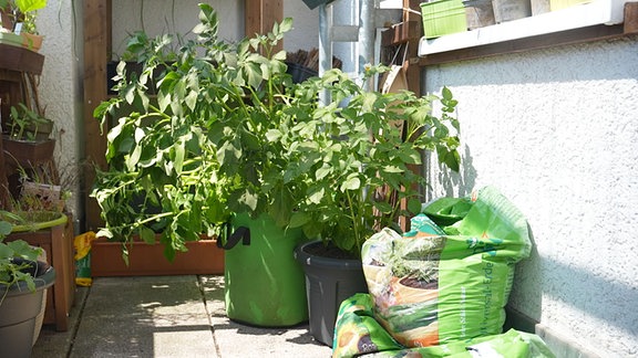 Mit Kartoffeln bepflanzte Pflanzsäcke auf einem Balkon