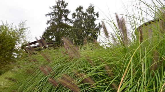 Gras mit einer auffallenden Blüte, die wie eine Flaschenbürste aussieht. 