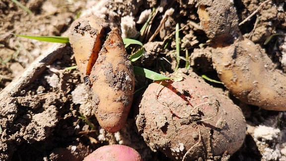 Kartoffeln mit Rissen und Schadstellen liegen auf einem Beet. 