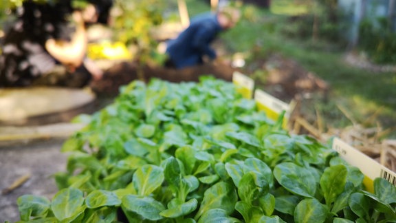 Viele Jungpflanzen Feldsalat in einer Pflanzschale. Im Hintergrund arbeitet ein Mann in einem Garten.   