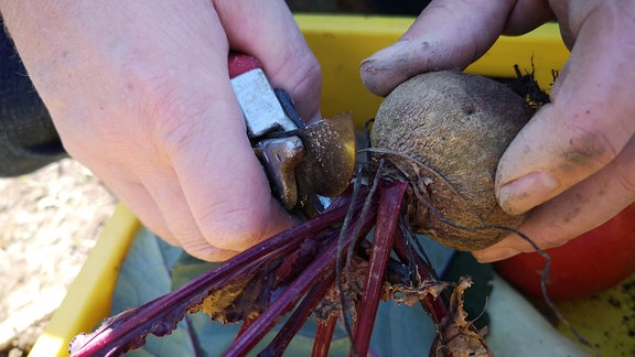 Von Roter Beete wird das Laub mit einer Gartenschere abgeschnitten.   