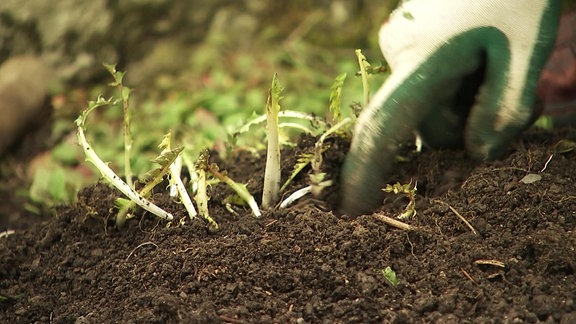 Junge, noch helle Löwenzahntriebe wachsen auf einem Beet 