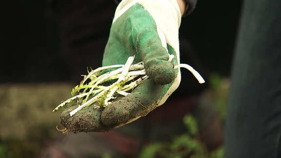 Wildkräuter Löwenzahn Junge Löwenzahnblätter auf einer Hand 