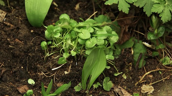 Wildkraut Scharbockskraut wächst auf einem Beet 