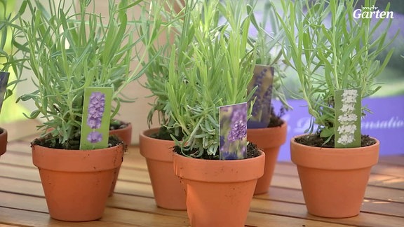 Lavendel im verschiedenen Töpfen und Arten auf einem Tisch.