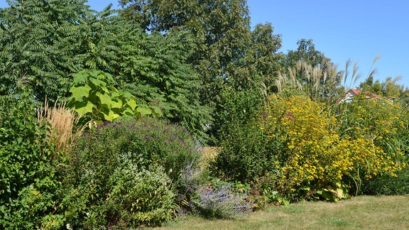 Blick auf eine Hecke mit verschiedenen Pflanzen