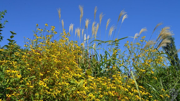 Gelbe Blüten des Sonnenhuts vor hoch wachsendem Gras