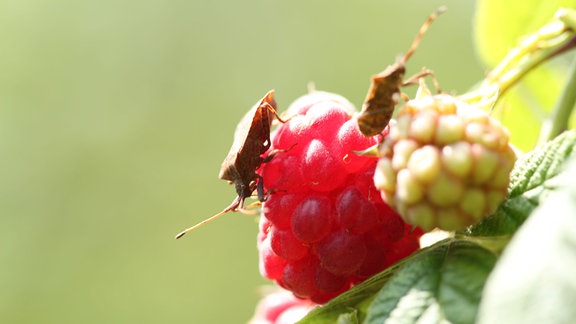 Wanzen auf einer Himbeerfrucht  