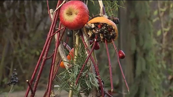 Vogelfutter in Orangenschale