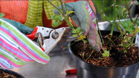 Eine Hand in einem bunt gestreiften Gartenhandschuhe hält eine Rosenschere an einen Rosenstrauch