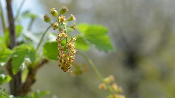 Blüte einer roten Johannisbeere