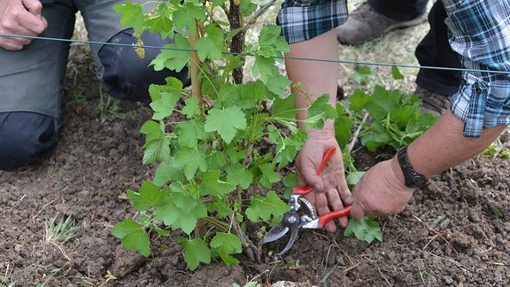 Eine Johannisbeere wird im unteren Bereich mit der Gartenschere ausgedünnt  