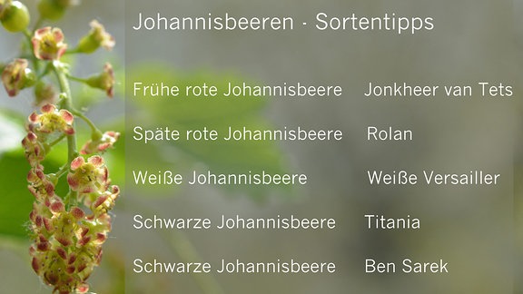 Schrift auf einem Foto mit Sortentipps für Johannisbeeren  