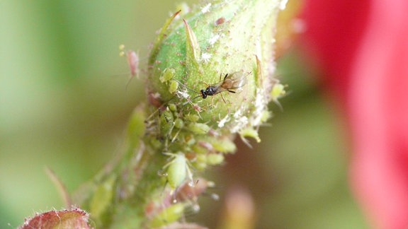 Schlupfwespe und Läuse auf einer Blüte