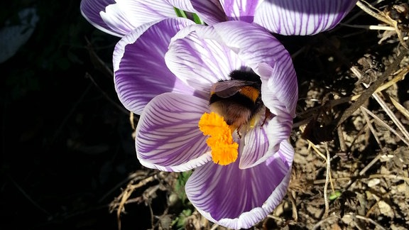 Eine Hummel verkriecht sich in einer Krokusblüte.