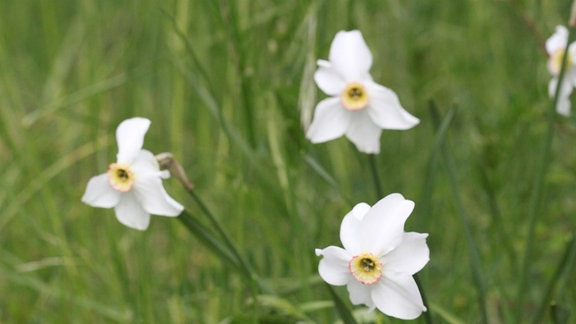 hellgelbe Narzissenblüten