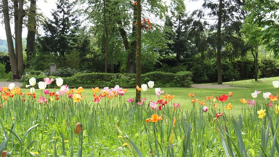 Parkwiese auf der bunte Tulpen wachsen. 