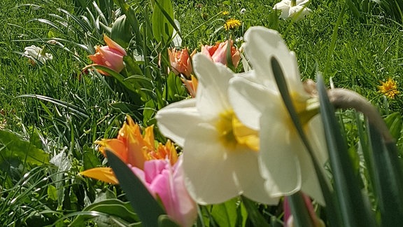 Tulpen und Narzissen auf einem Grünstreifen vor einem Haus  