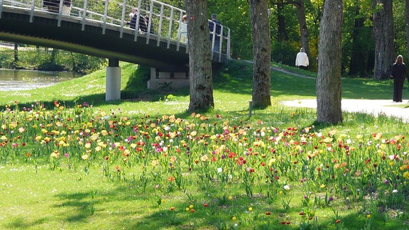 Parkwiese mit vielen bunten Tulpen.