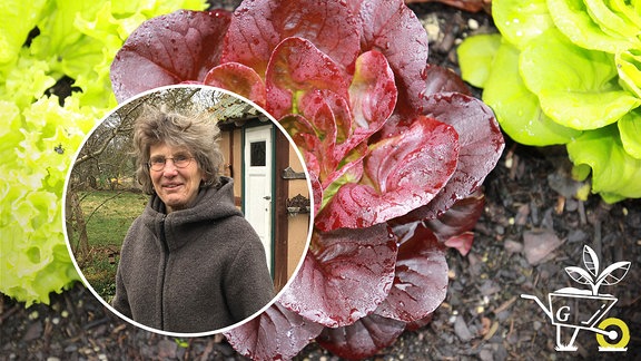 Collage: Vierfelderwirtschaft im Bio-Gemüsegarten 