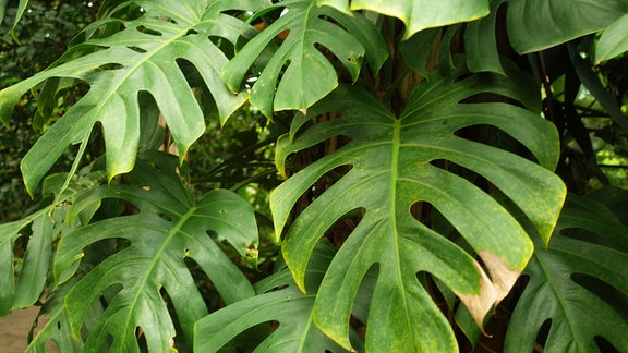 Monstera mit großen Blättern