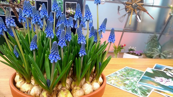 Traubenhyazinthe (Muscari), auch bekannt als: Perlhyazinthen, Bauernbübchen