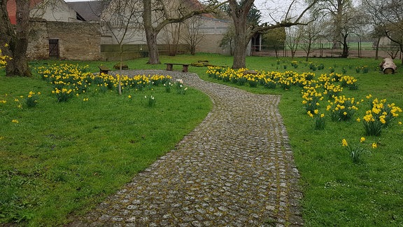 Ein gepflasterter Weg durch eine Parkanlage. Auf den angrenzenden Wiesen wachsen gelbe Narzissen. 