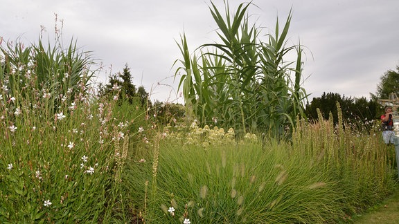 Hohes Gras, das an Mais erinnert. 