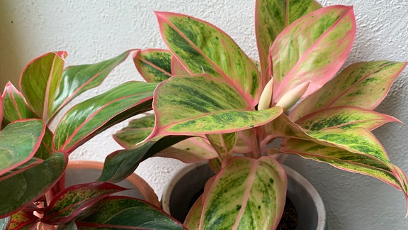 buntlaubige Zimmerpflanze Aglaonema (Kolbenfaden) der Sorte 'Salmon Fantasy'