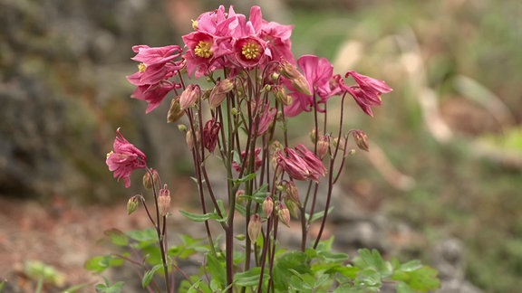 Rosa-rot blühende Blume in einem Steingarten