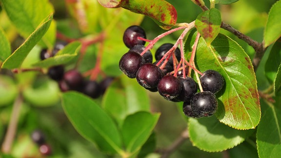 Aroniabeeren, Apfelbeeren