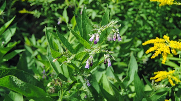 Beinwell im Garten mit blau-violetten Blüten