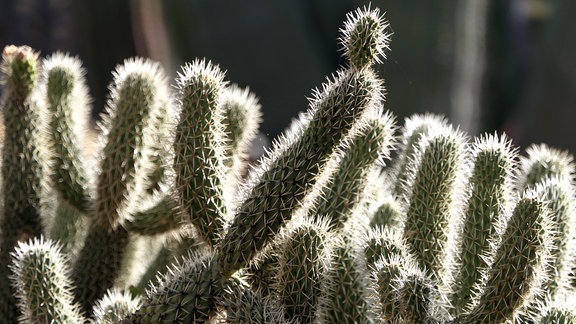 Kakteen (Cylindropuntia bigelovii)