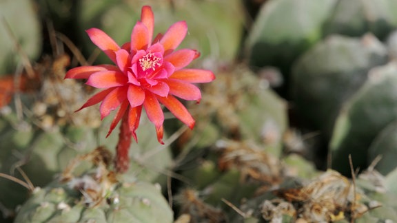 blühender Kaktus (Matucana madisonorium) 