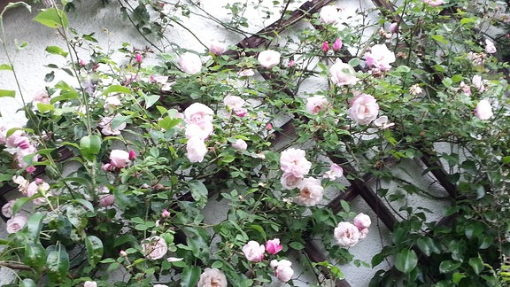 Weiß-rosa blühende Ramblerrose der Sorte 'Ayshire Queen'  