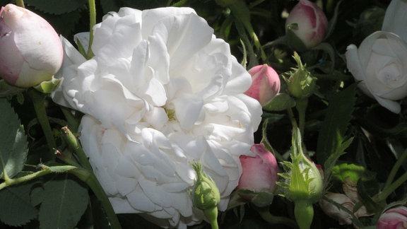 Weiß-rosa Blüten der Rose 'Madame Plantier' 