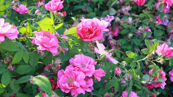 Rosa blühende Apothekerrose  