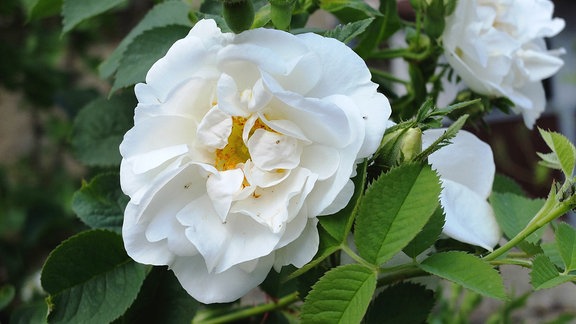 Weiß blühende Parkrose der Sorte 'Alba Suaveolens'   