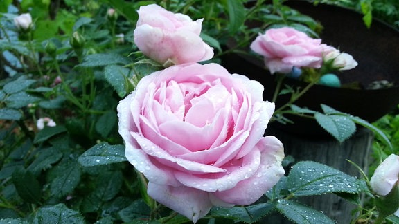 Rosa blühende Rose der Sorte 'Königin von Dänemark' 