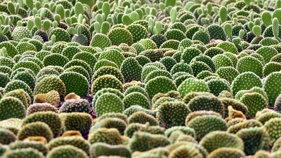 Kakteen der Gattung Opuntia