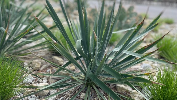 Eine Agave wächst in einem Beet vor dem Danakil-Haus im Egapark Erfurt.