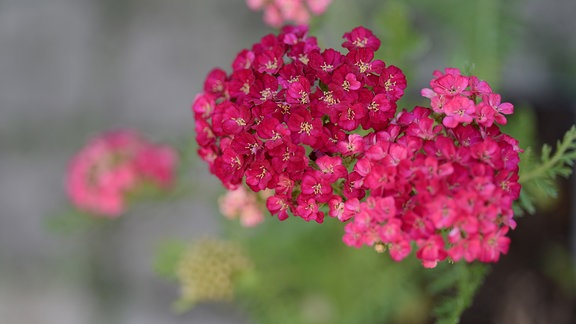 Rosarote Blüten der Scharfgarbe