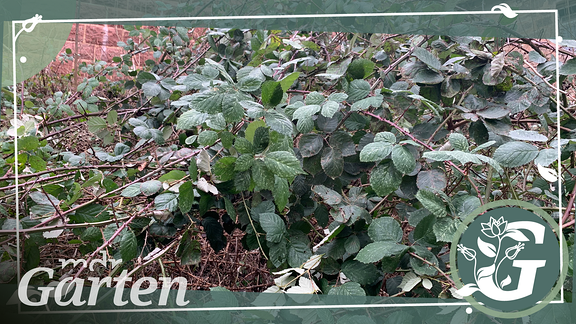 Ein dichtes Gestrüpp von Ranken der Armenischen Brombeere (Rubus armeniacus).