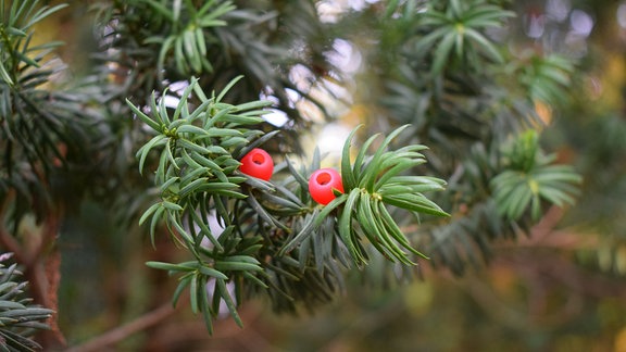 Beeren an Eiben-Zweig