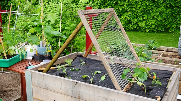 Ein Hochbeet mit Holz-Drahtgestell und Gemüse-Jungpflanzen.