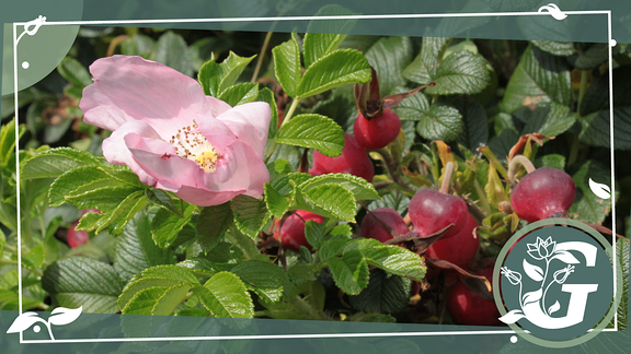 Eine Rosenbuttenblüte und Hagebutten.