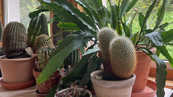 Verschiedene Kakteen stehen auf einem Tisch in einem Wintergarten.