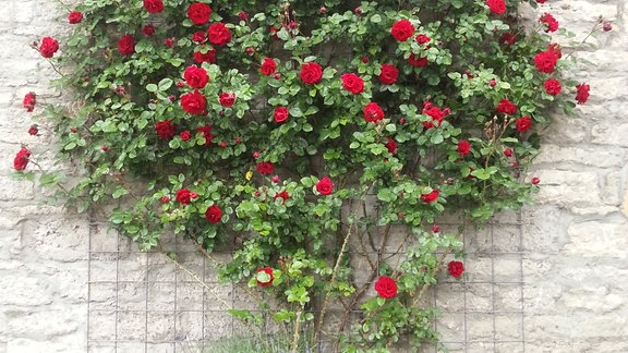 Eine rot blühende Kletterrose wächst an einer Hauswand