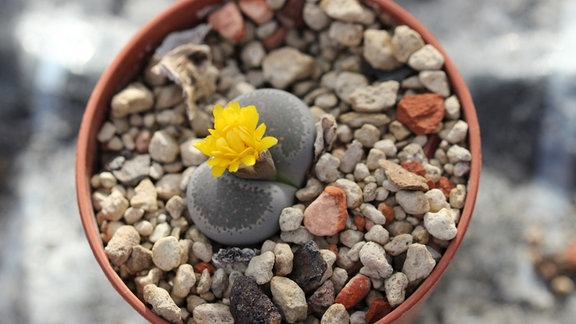 Lithops – lebende Steine