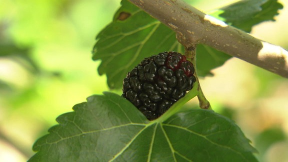 Schwarze Maulbeer-Frucht am Ast eines Baumes